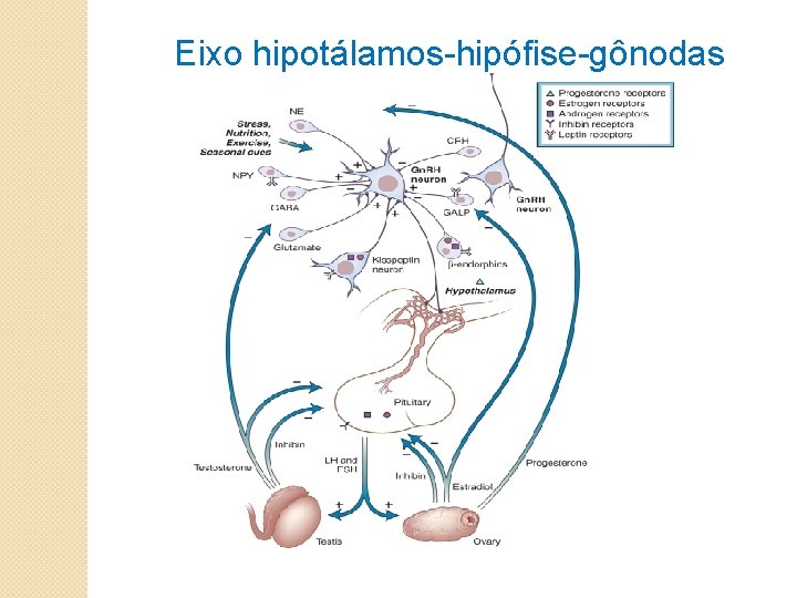 Eixo hipotálamos-hipófise-gônodas 