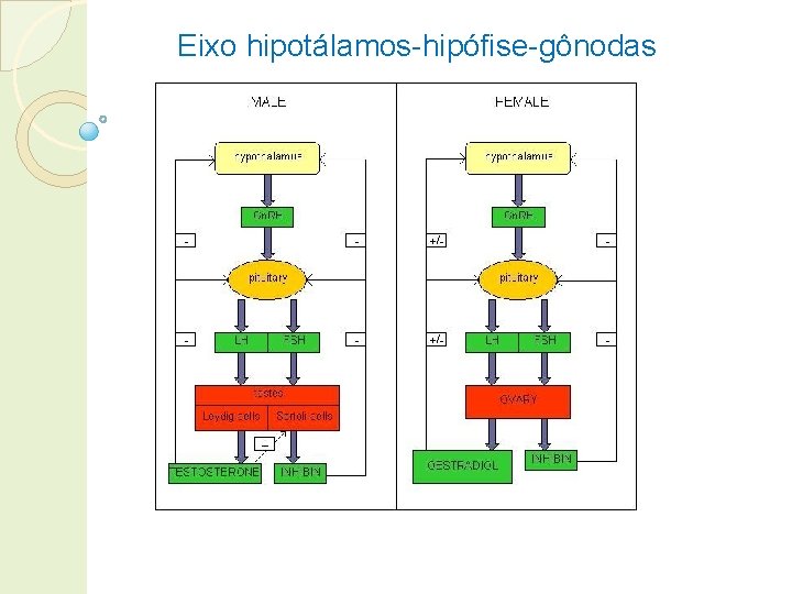 Eixo hipotálamos-hipófise-gônodas 