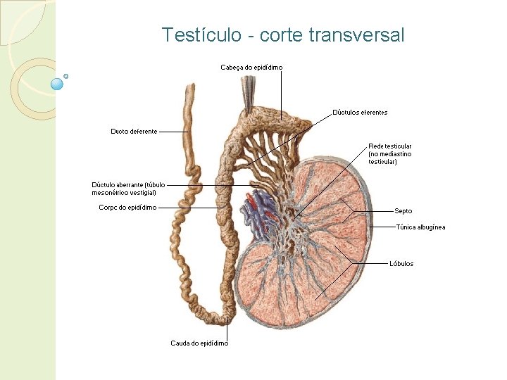 Testículo - corte transversal 