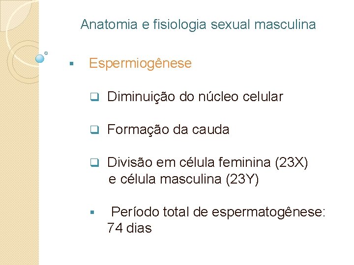 Anatomia e fisiologia sexual masculina § Espermiogênese q Diminuição do núcleo celular q Formação