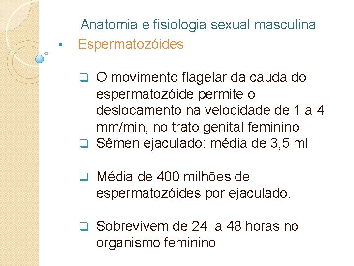 § Anatomia e fisiologia sexual masculina Espermatozóides O movimento flagelar da cauda do espermatozóide