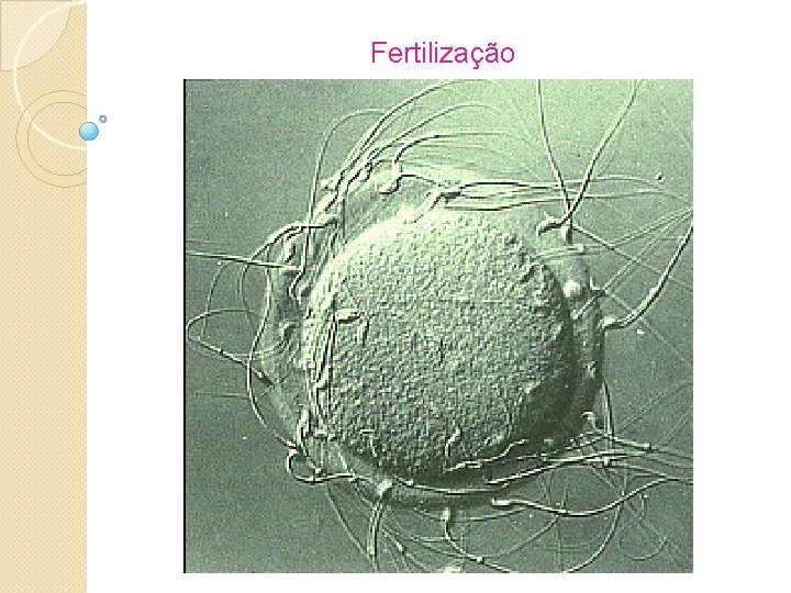 Fertilização 