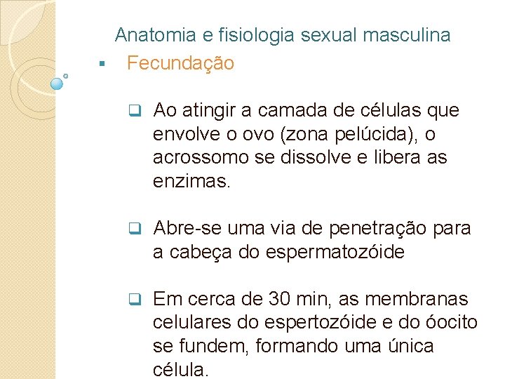 Anatomia e fisiologia sexual masculina § Fecundação q Ao atingir a camada de células