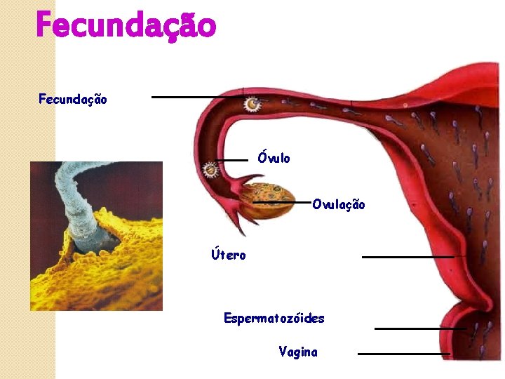 Fecundação Óvulo Ovulação Útero Espermatozóides Vagina 