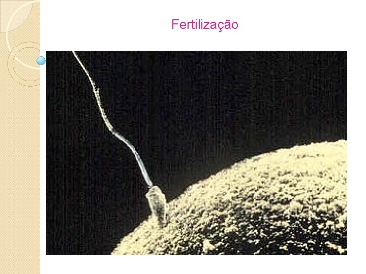 Fertilização 