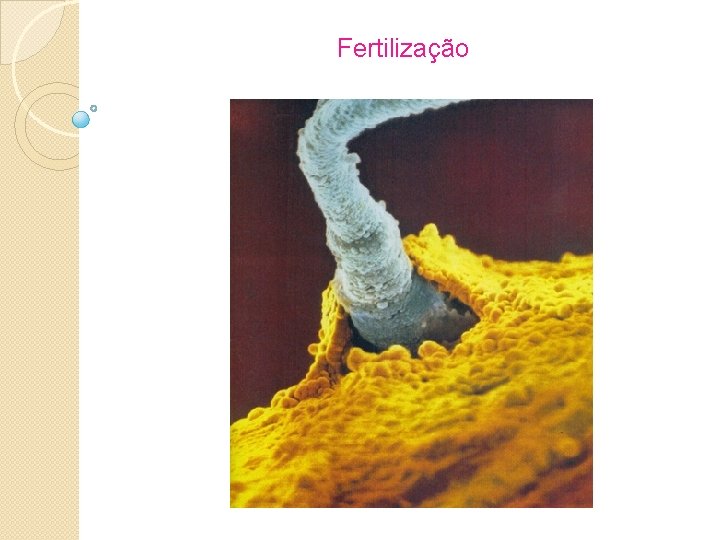 Fertilização 