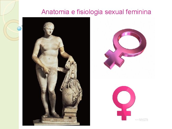 Anatomia e fisiologia sexual feminina 