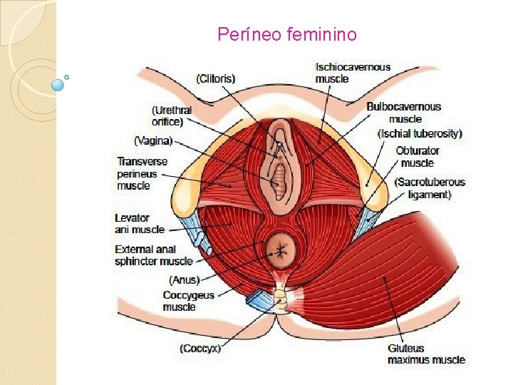 Períneo feminino 