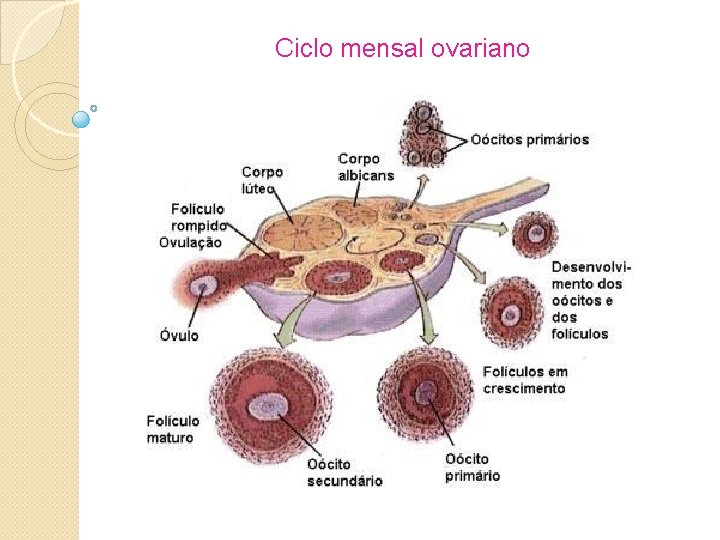Ciclo mensal ovariano 