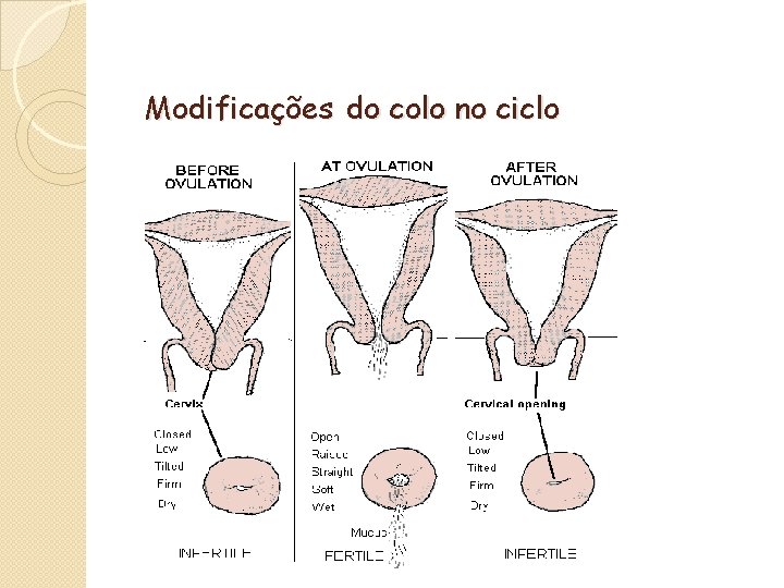 Modificações do colo no ciclo 