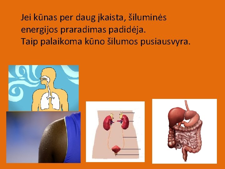 Jei kūnas per daug įkaista, šiluminės energijos praradimas padidėja. Taip palaikoma kūno šilumos pusiausvyra.