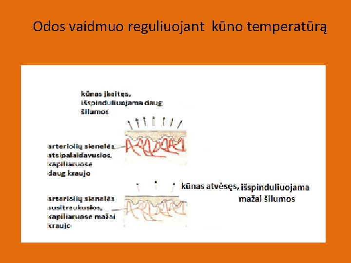 Odos vaidmuo reguliuojant kūno temperatūrą 