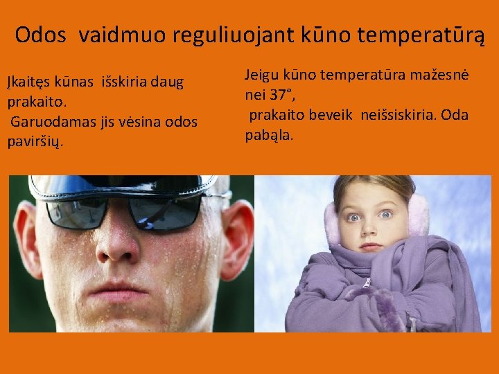 Odos vaidmuo reguliuojant kūno temperatūrą Įkaitęs kūnas išskiria daug prakaito. Garuodamas jis vėsina odos
