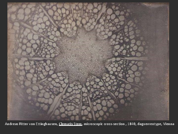 Andreas Ritter von Ettinghausen, Clematis Stem, microscopic cross-section , 1840, daguerreotype, Vienna 