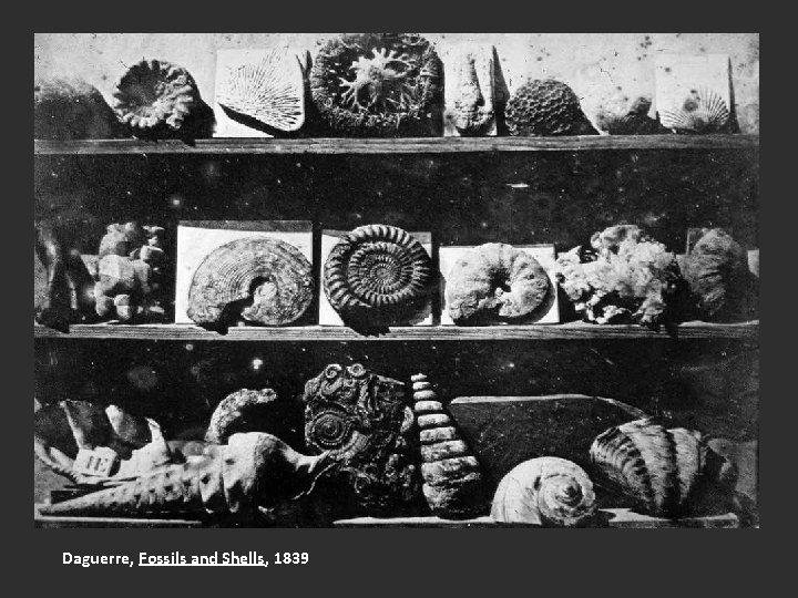 Daguerre, Fossils and Shells, 1839 