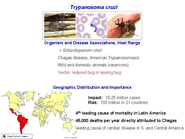 Trypanosoma cruzi Organism and Disease Associations, Host Range = Schizotrypanum cruzi Chagas disease, American
