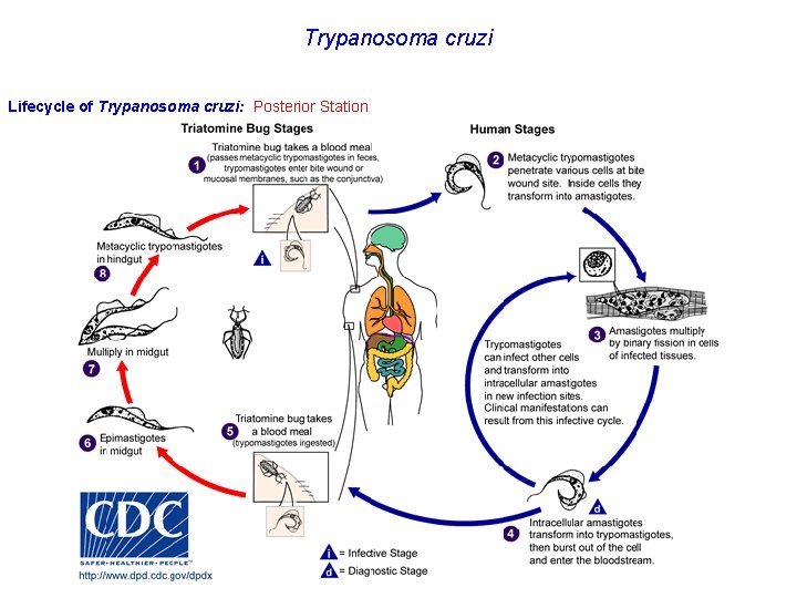 Trypanosoma cruzi Lifecycle of Trypanosoma cruzi: Posterior Station 