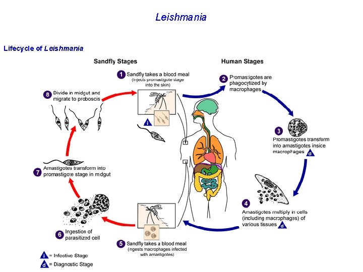 Leishmania Lifecycle of Leishmania 