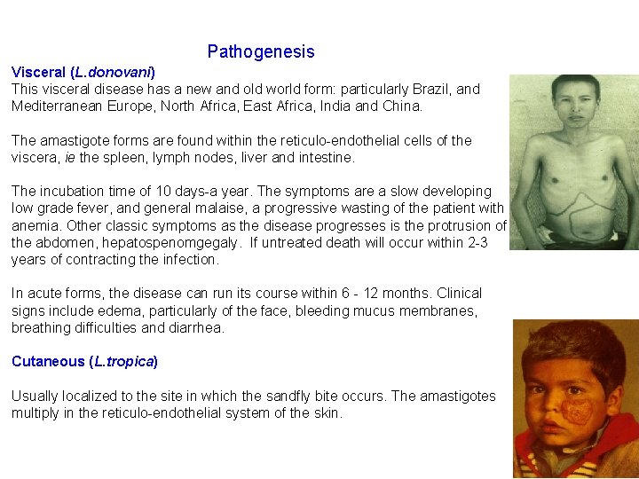 Pathogenesis Visceral (L. donovani) This visceral disease has a new and old world form: