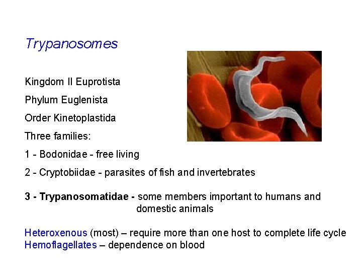 Trypanosomes Kingdom II Euprotista Phylum Euglenista Order Kinetoplastida Three families: 1 - Bodonidae -