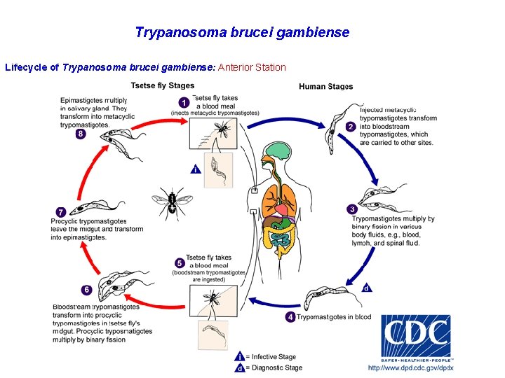 Trypanosoma brucei gambiense Lifecycle of Trypanosoma brucei gambiense: Anterior Station 