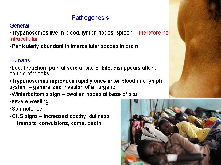 Pathogenesis General • Trypanosomes live in blood, lymph nodes, spleen – therefore not intracellular