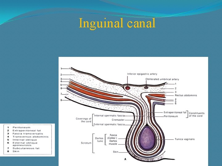 Inguinal canal 