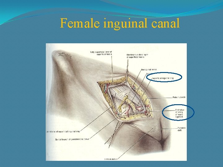 Female inguinal canal 
