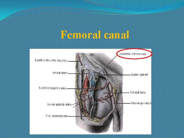 Femoral canal 