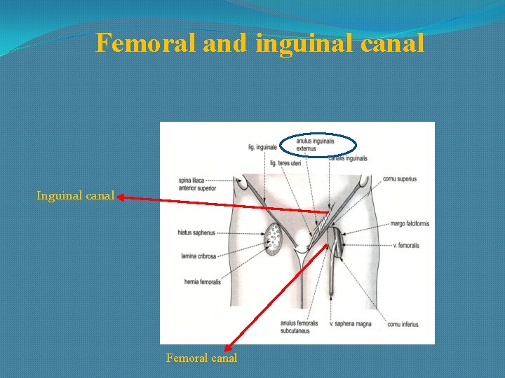 Femoral and inguinal canal Inguinal canal Femoral canal 