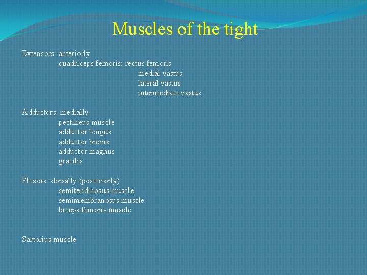 Muscles of the tight Extensors: anteriorly quadriceps femoris: rectus femoris medial vastus lateral vastus