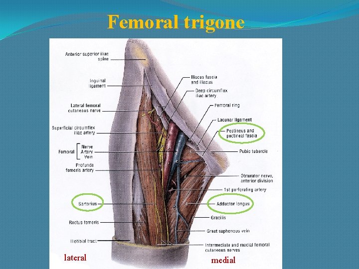 Femoral trigone lateral medial 