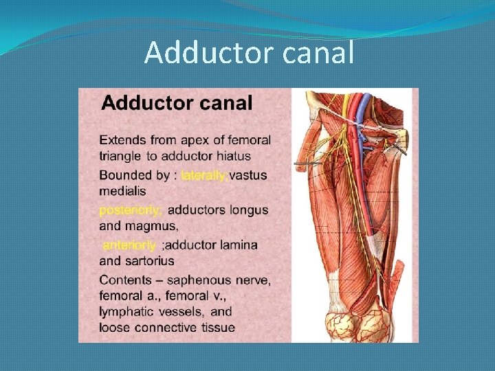 Adductor canal 