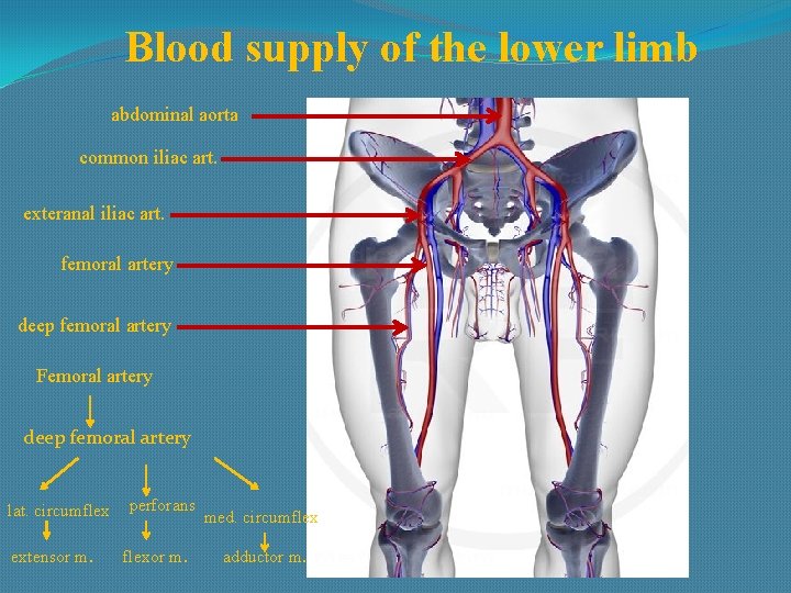 Blood supply of the lower limb abdominal aorta common iliac art. exteranal iliac art.