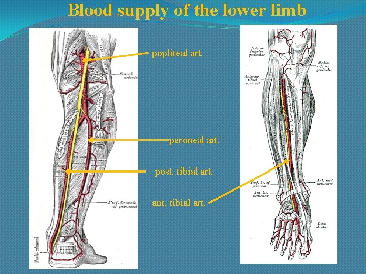 Blood supply of the lower limb popliteal art. peroneal art. post. tibial art. ant.