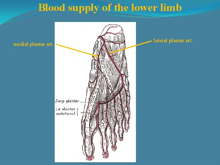 Blood supply of the lower limb medial plantar art. lateral plantar art. 