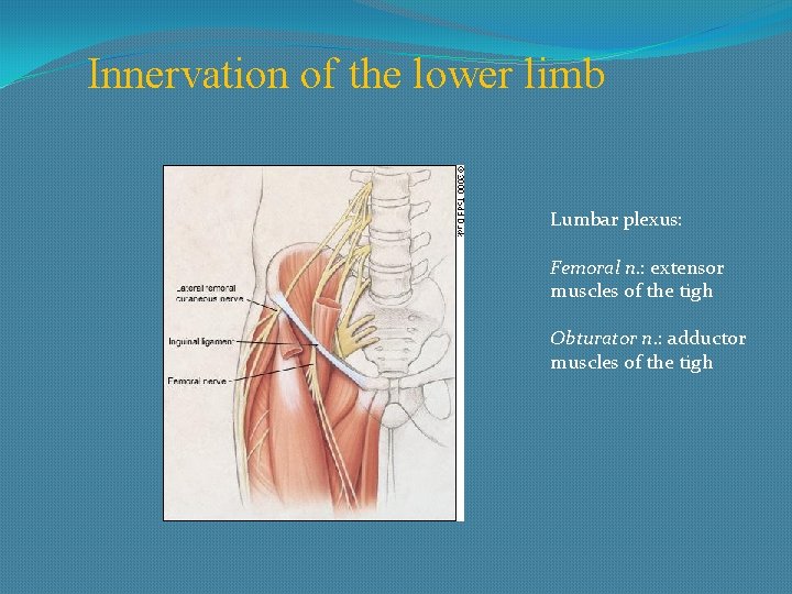 Innervation of the lower limb Lumbar plexus: Femoral n. : extensor muscles of the