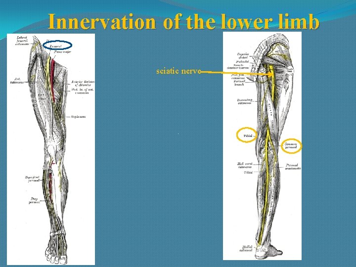 Innervation of the lower limb sciatic nerve 