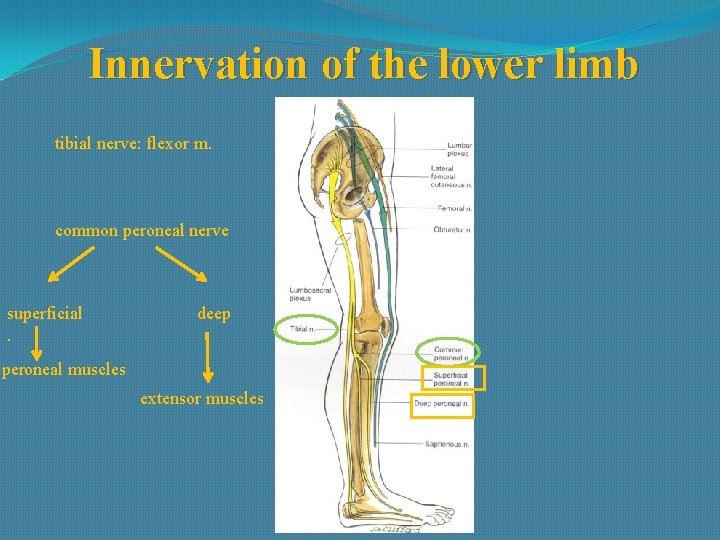 Innervation of the lower limb tibial nerve: flexor m. common peroneal nerve superficial. deep