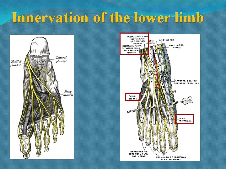 Innervation of the lower limb 