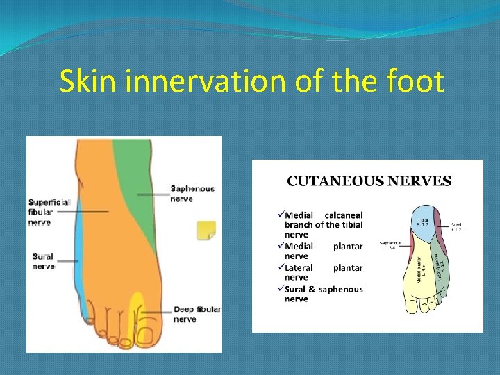 Skin innervation of the foot 