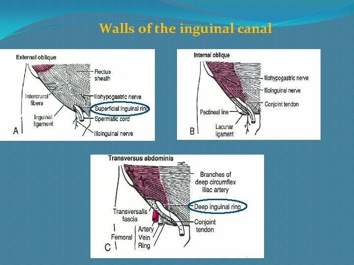 Walls of the inguinal canal 