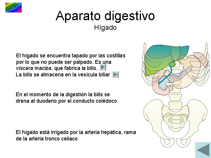 Aparato digestivo Hígado El hígado se encuentra tapado por las costillas por lo que