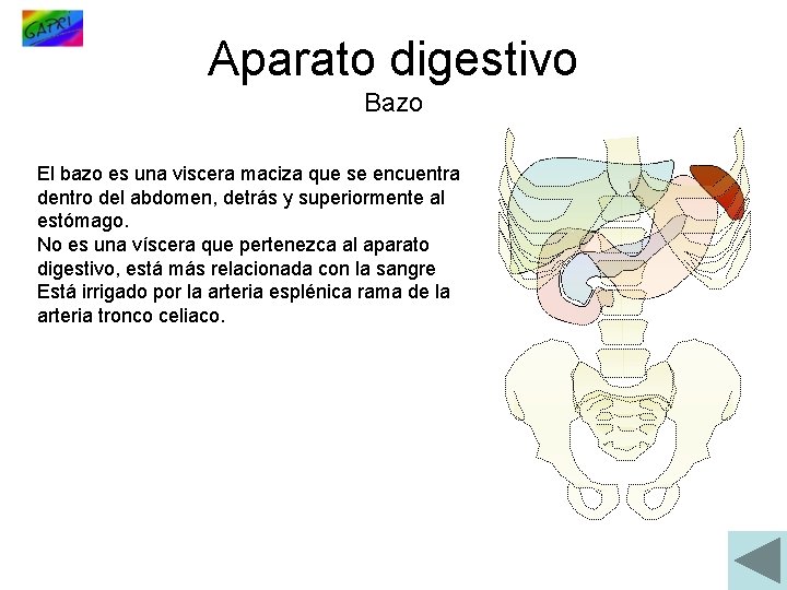 Aparato digestivo Bazo El bazo es una viscera maciza que se encuentra dentro del