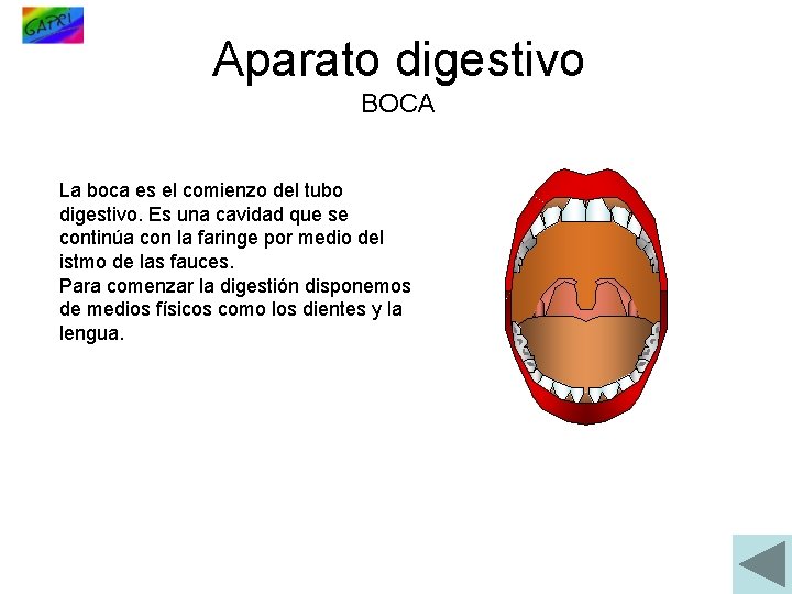 Aparato digestivo BOCA La boca es el comienzo del tubo digestivo. Es una cavidad