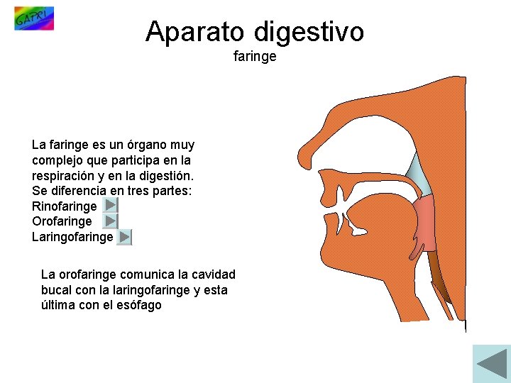 Aparato digestivo faringe La faringe es un órgano muy complejo que participa en la