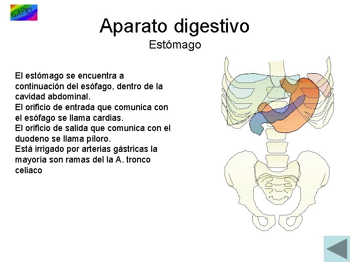 Aparato digestivo Estómago El estómago se encuentra a continuación del esófago, dentro de la