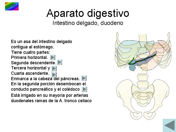 Aparato digestivo Intestino delgado, duodeno Es un asa del intestino delgado contigua al estómago.