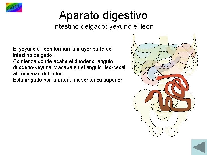 Aparato digestivo intestino delgado: yeyuno e ileon El yeyuno e ileon forman la mayor