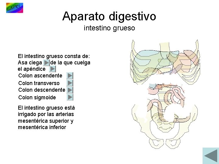 Aparato digestivo intestino grueso El intestino grueso consta de: Asa ciega de la que